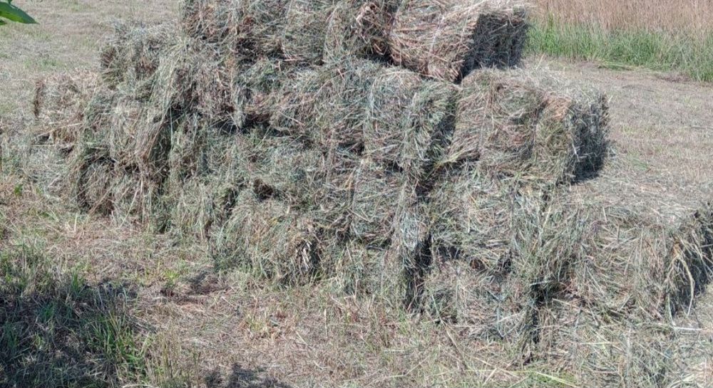 Тюки сіна продам