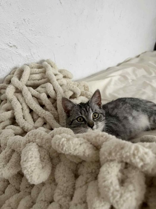 Oddam kotke w dobre ręce