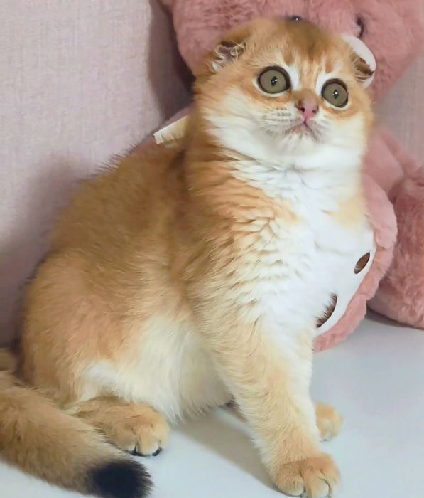 Золота шиншила котик котята кошенята котики