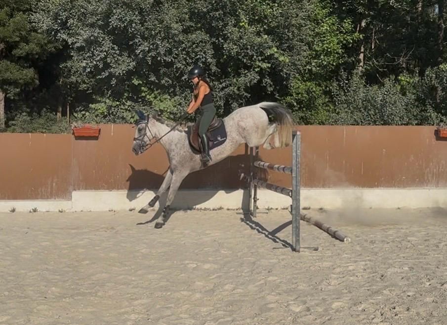 Cavalo com 9 anos a saltar