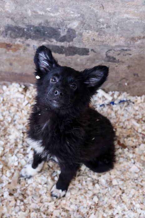 Цуценята в добрі руки ДЗВОНІТЬ