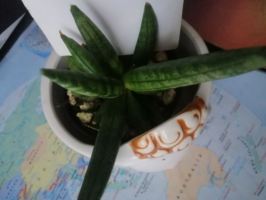 Sansevieria #Hedgehog#Sprzedam #Nadwyzka