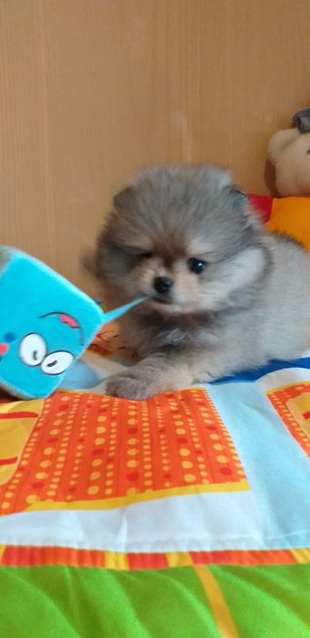 Шикарный померанский шпиц ! Вязка
