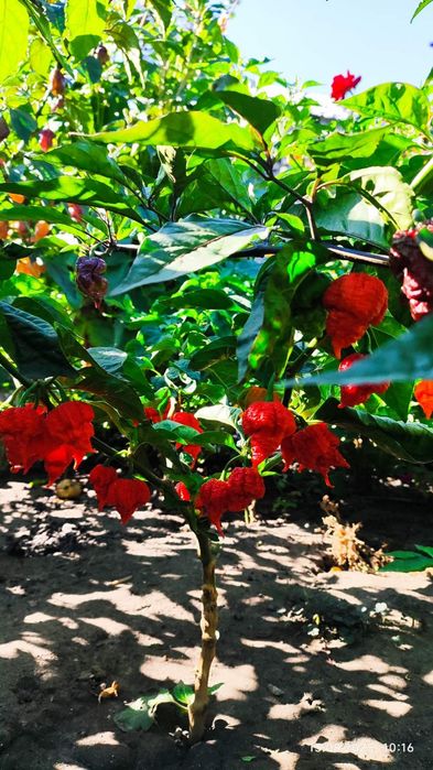 Надгострий перець Carolina Reaper сушений