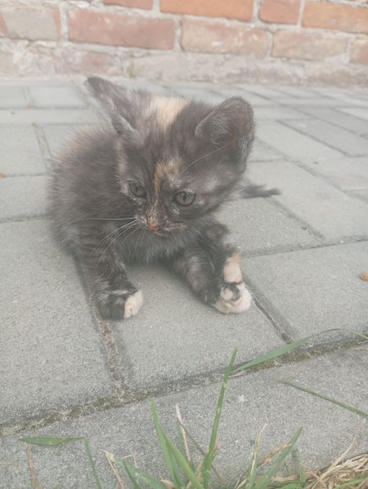 2 miesięcznie kotki szukają domu.