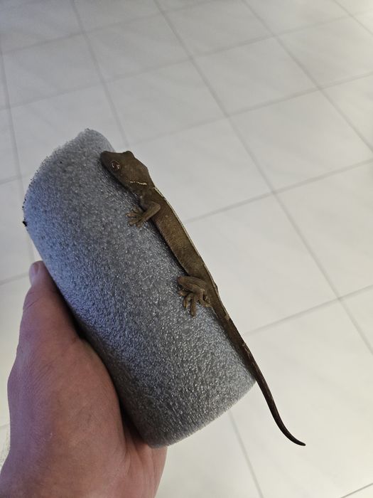 Gekon czekoladowy - Gekko vittatus, młody samiec cb25