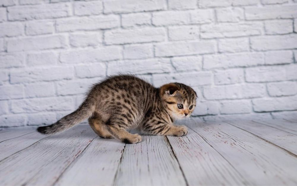 Scottish fold - Шотландський  висловухий котик ,  досі вільний.