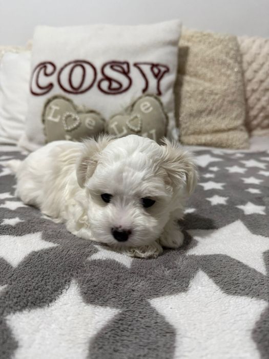 Maltańczyk Piesek Dior/ 1maj