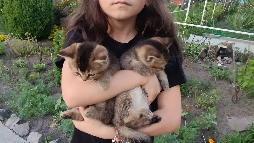 Шотландські кошенята хлопчики окрас соболь
