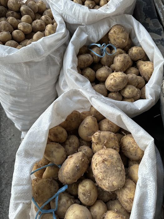 Продам картоплю
