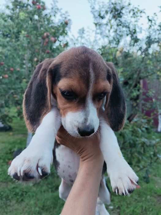 Цуценята породи Бігль