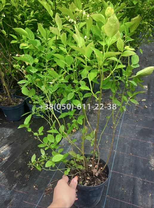 Дорослі саджанці лохини (голубіки) і інших ягідних, хвойних  ітд