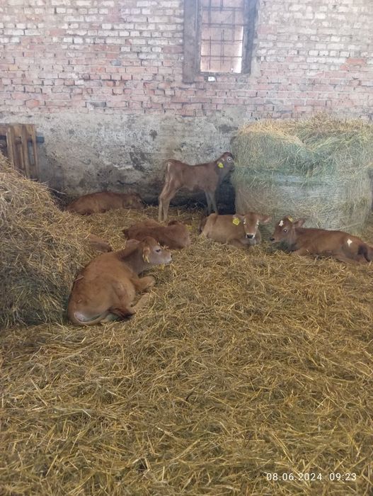 Бички Чистокровні Джерсі