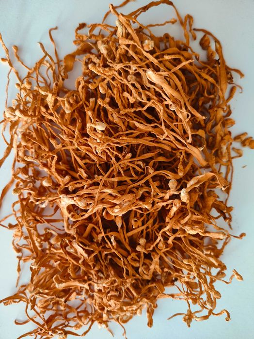 Maczużnik Bojowy - Cordyceps (cały, suszony) 100g