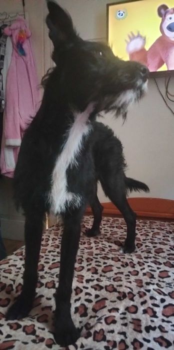 Dá -se cãozinho muito dócil