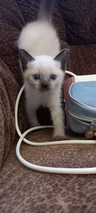 Тайские котята, родились 30 июля 2026 года