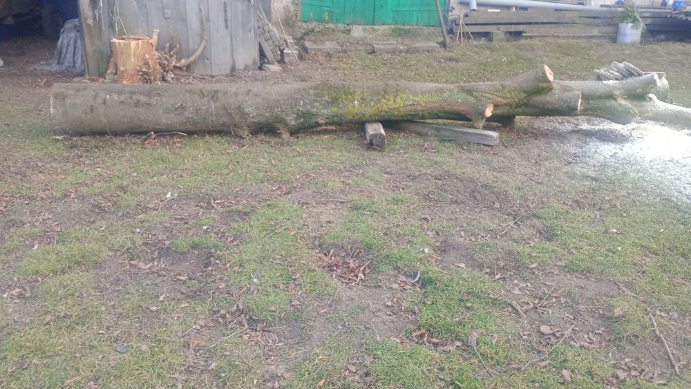 Dłużyca  , drzewo lipa