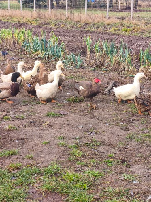 Kaczki ruańskie ,elesbury ,piżmowe czekoladowe