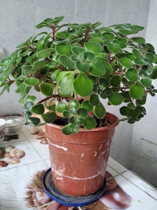 вазон аіхризонт, дерево кохання