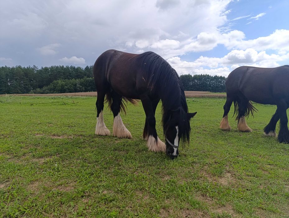 Malowany ogierek gypsy cob