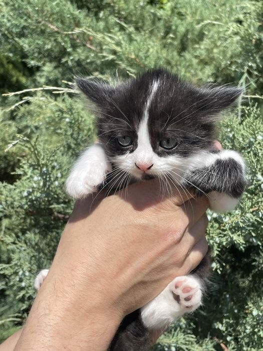 Кошенята віком 2 місяці