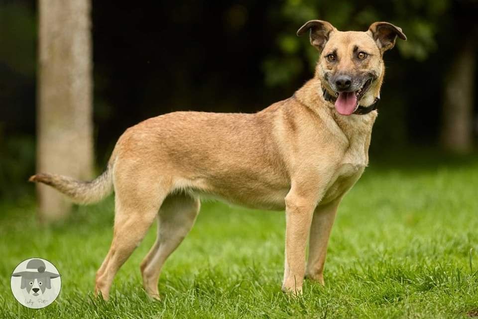 Zuzia na tropie domu