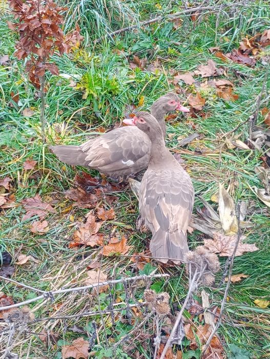 Jaja lęgowe od kaczek piżmowych