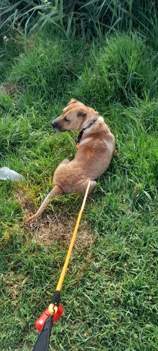 Pet Sitting (serviço)