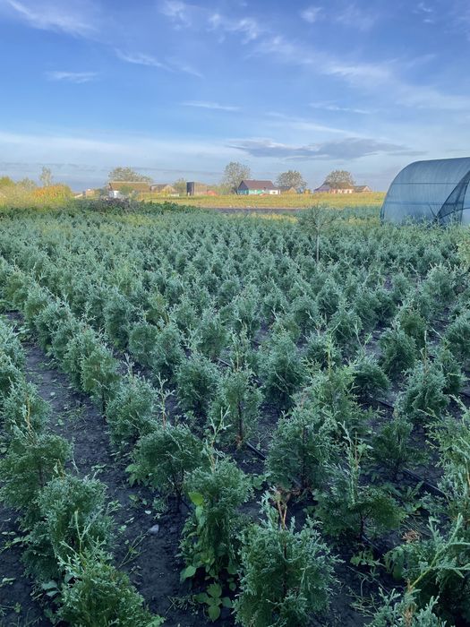 Туя Брабант 60-70 см., самшит,верба Хакуро Нішикі