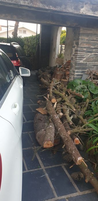 Troncos de pinheiro cortado em 50 cm