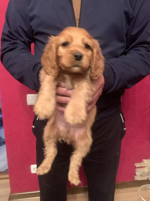 Продам цуценят Англійського Кокера