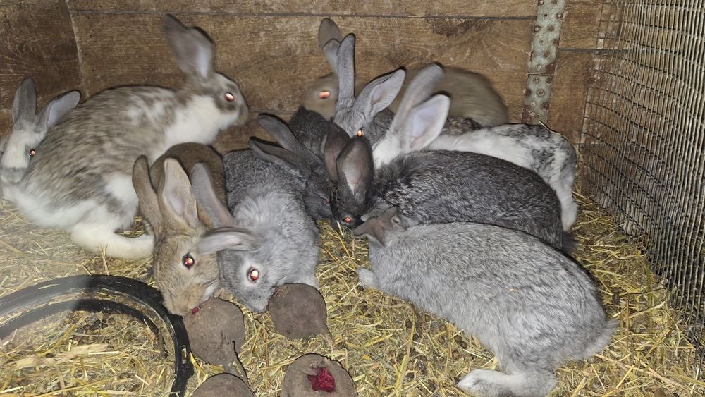 Кролики 1.5- 2 місяці