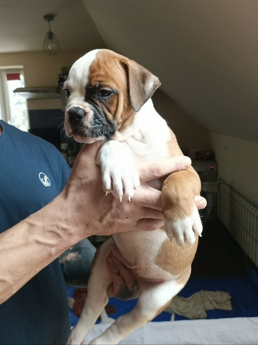 Buldog Amerykański (American bulldog)suczka