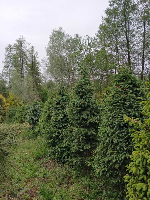 Świerk srebrny formowany 10-letni. Wysokość 1,80m