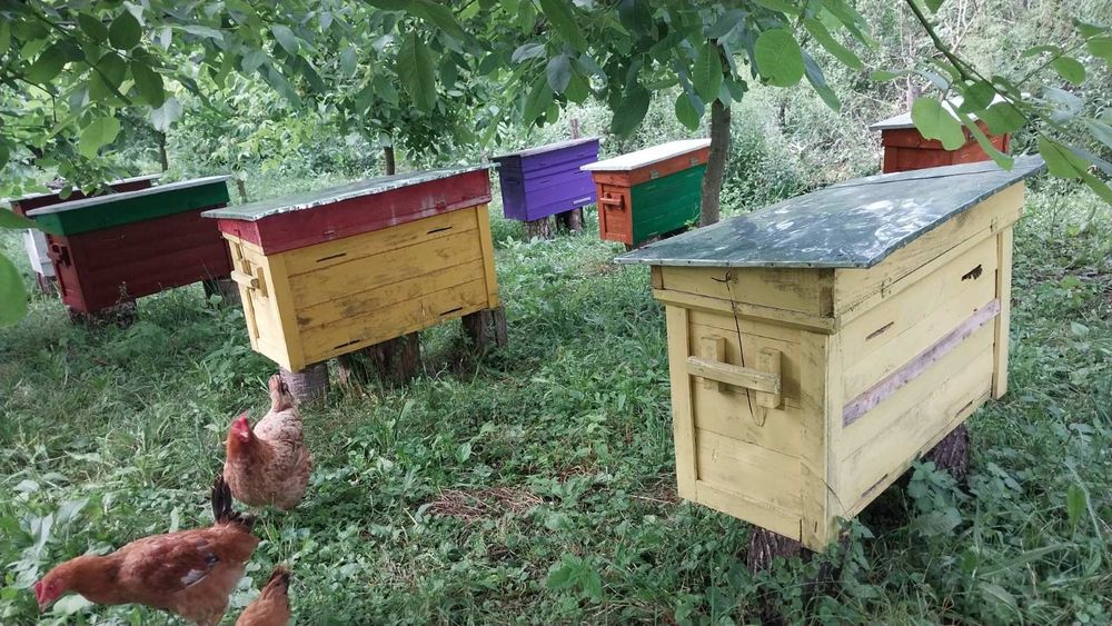 Продам вулики бджолосімї