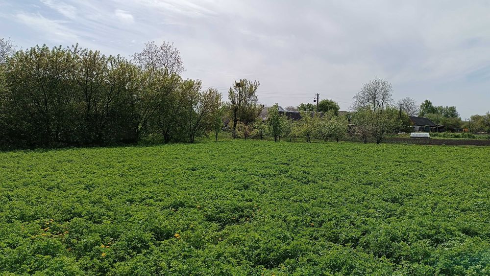 Продам будинок з присадибною ділянкою