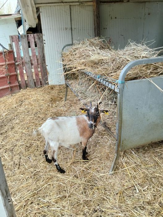 Cabras.     anãs