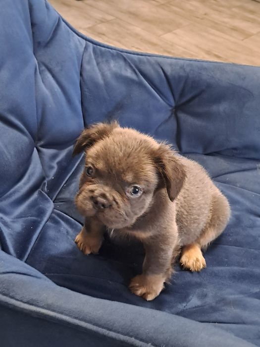 Szczeniak buldog francuski piesek blue tan flufy