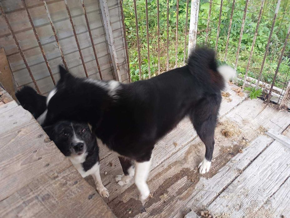 Пропоную русько-європейську лайку кобеля для в'язки