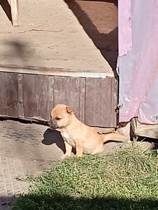 Подарую хороших собачок