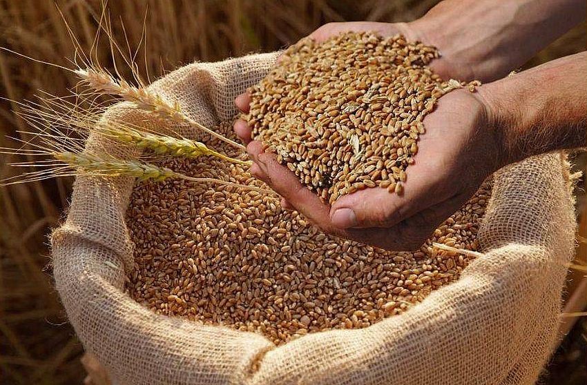 Продам пшеницю врожай 2026