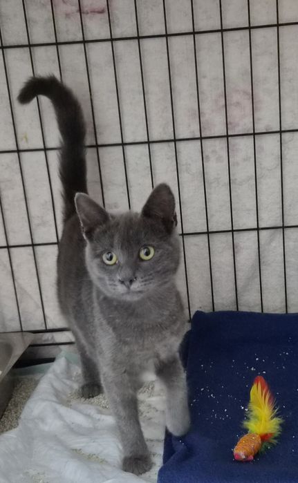 Gatinhas para adopção