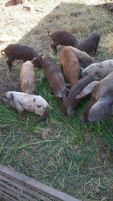 Поросята кармали