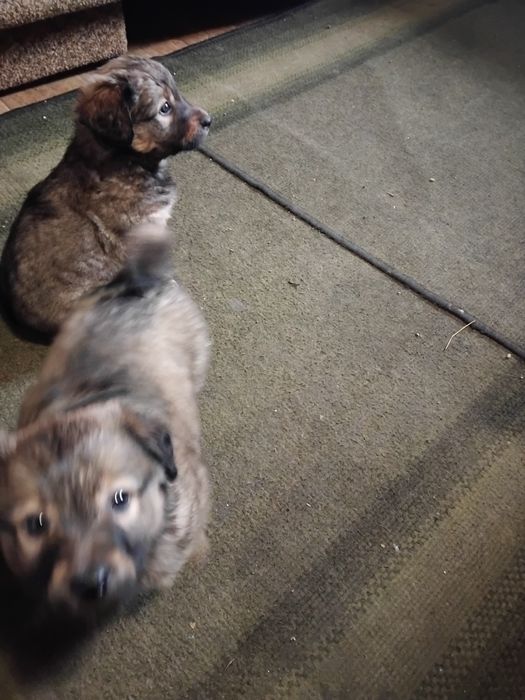 Отдам щенков метис