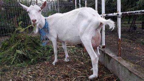 Молочні кози міні ферма молоко від 1,5л до 2,5