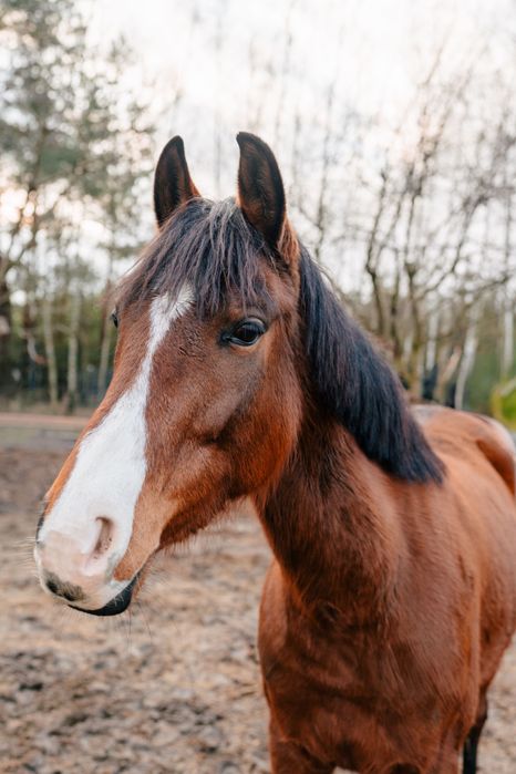 Na sprzedaż klacz wielkopolska, 5 lat