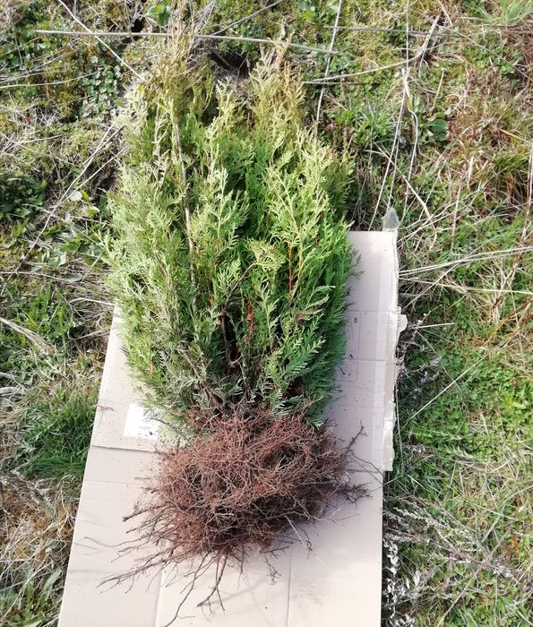 Tuja brabant 80cm w hit cenie 12 zł