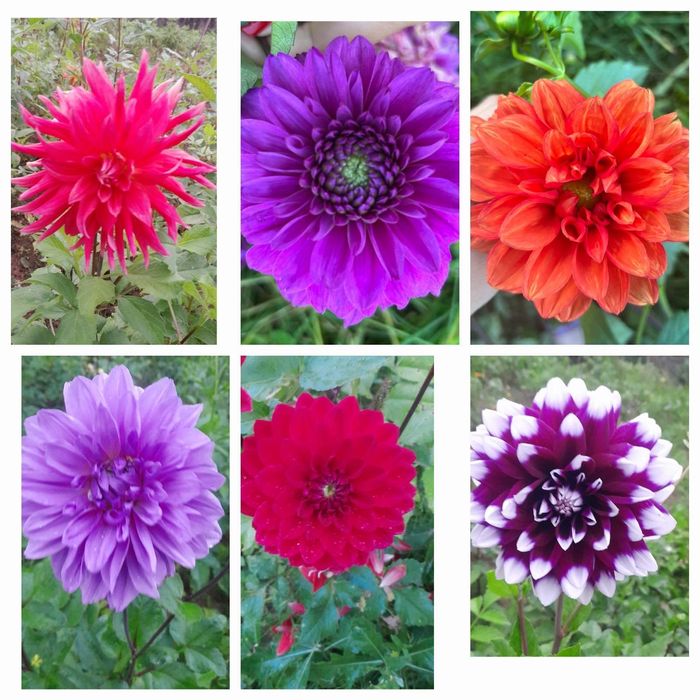 Георгіни, жоржини