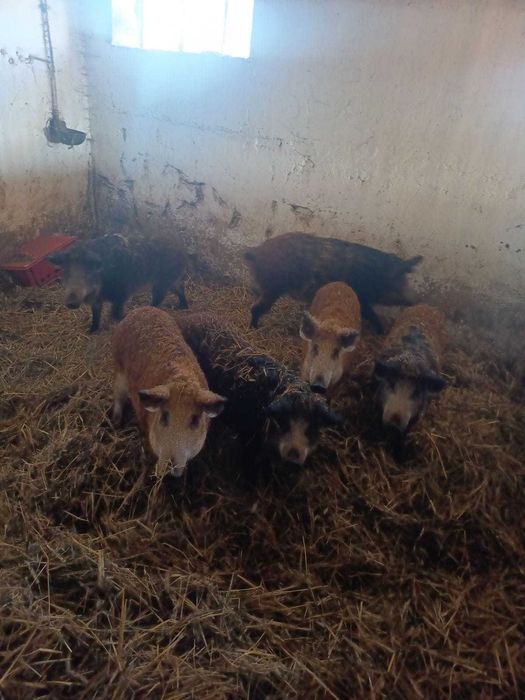 Świnie rasy Mangalica – sprzedaż | Wyjątkowa rasa świń