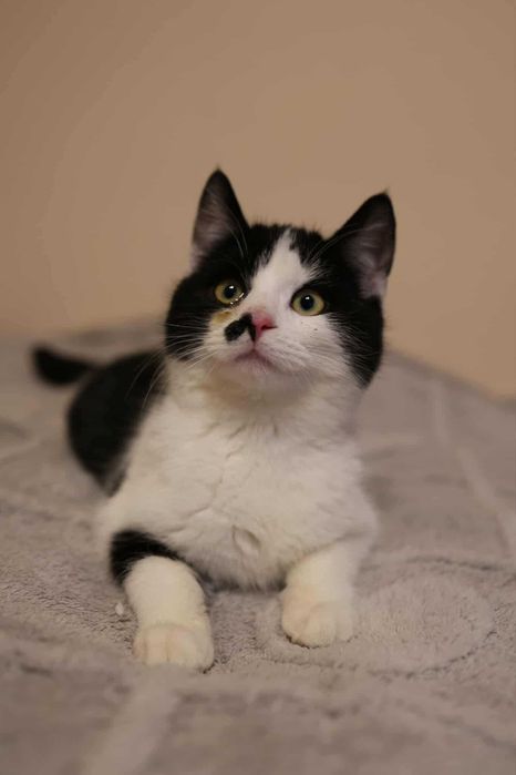 Mały słodziak kocurek FERRERO szuka domku!